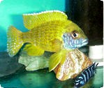 PEACOCK CICHLID- ASSORTED LG